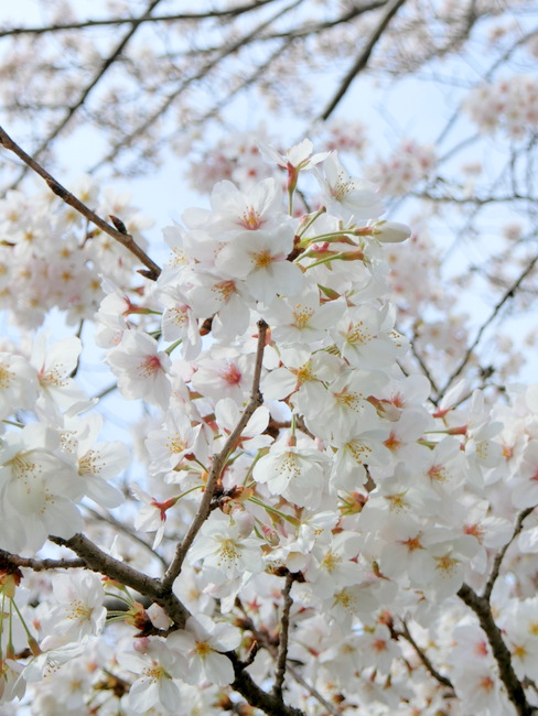 京都・東山（平安神宮付近）の桜開花状況は満開！EXILIM ZR3100 で撮影